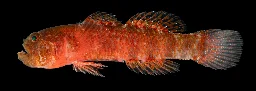 New 'grumpy' fish species discovered in the Red Sea