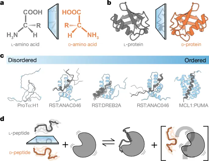 Stereochemistry in the disorder–order continuum of protein interactions | Nature