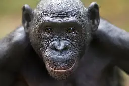 Bonobos Can Tell When a Human Doesn't Know Something