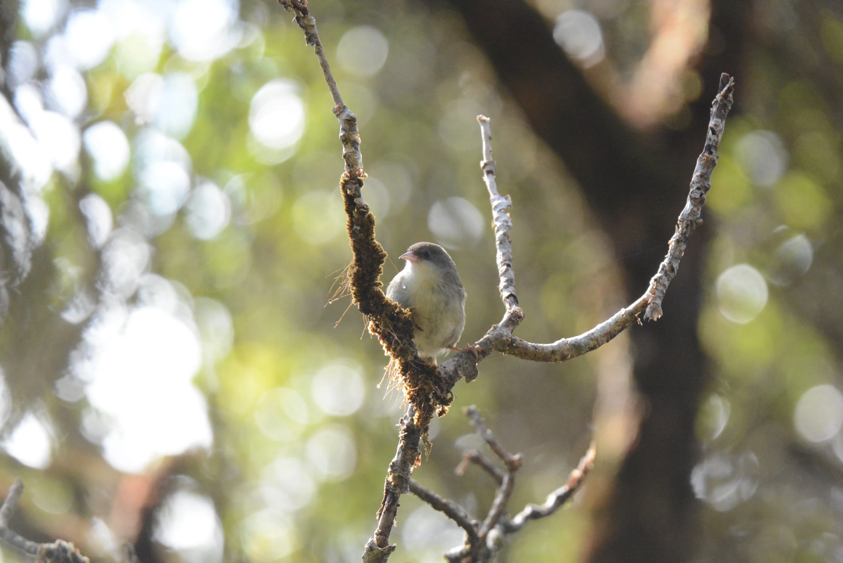 Biologists identify traits correlating with all bird extinctions since 1500