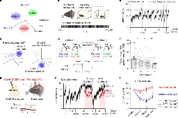 A combinatorial neural code for long-term motor memory | Nature