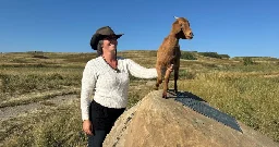 Three-Legged goat named Lady Gaga part of Calgary’s eco-friendly weed control  | Globalnews.ca