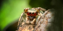 What do jumping spiders find sexy? How DIY tech is offering insights into the animal mind.