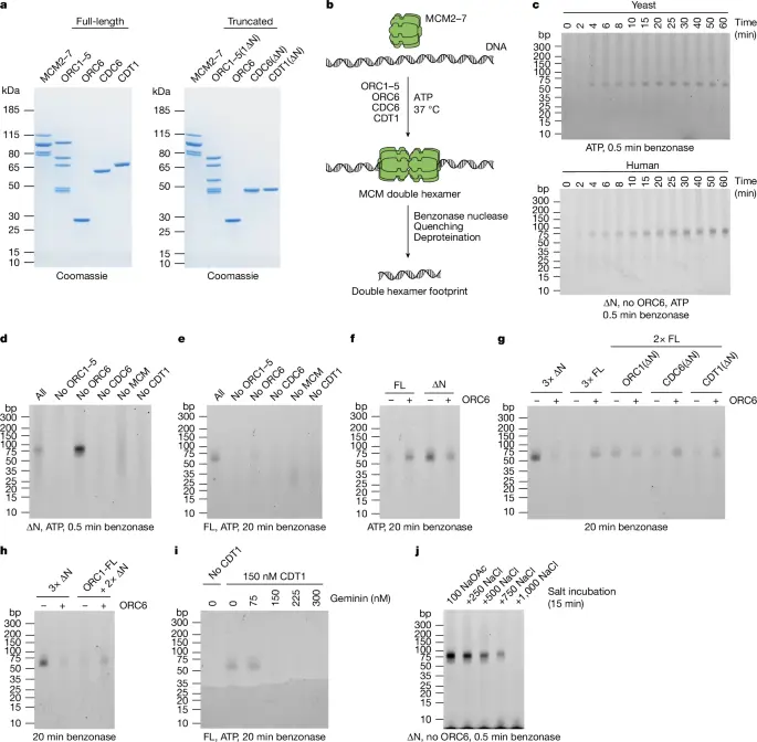 MCM double hexamer loading visualized with human proteins | Nature