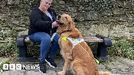 'My guide dog shakes for hours on fireworks night'