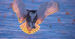 Superb Owl Sunday IX