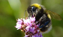 Researchers find evidence that bumblebees make the same memory errors as humans