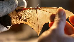 A comparison of bat and bird wings reveals their evolutionary paths are vastly different