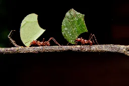 Ants’ fungus agriculture traced back to dinosaur-killing impact