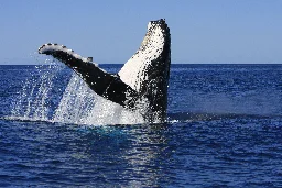 Humpback whale song shown to be structurally similar to human language