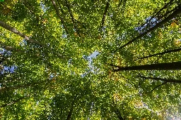 Trees found to cool better than reflective roofs in vulnerable Houston neighborhoods