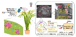 Spraying rice with zinc oxide nanoparticles protects yields during heat waves, study finds