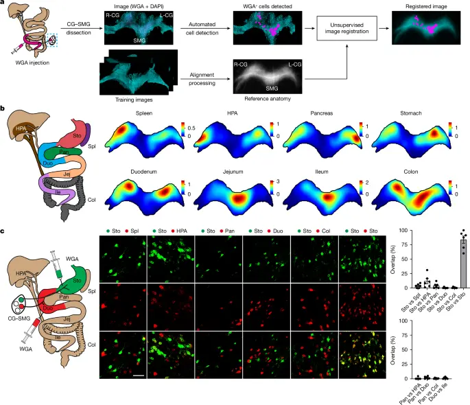 Organ-specific sympathetic innervation defines visceral functions | Nature