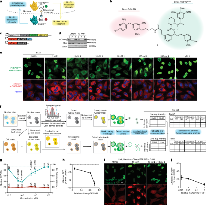 Targeted protein relocalization via protein transport coupling | Nature