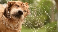 Why do wet dogs shake themselves dry? Neuroscience has an answer