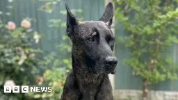 Peta calls for police dogs to be phased out