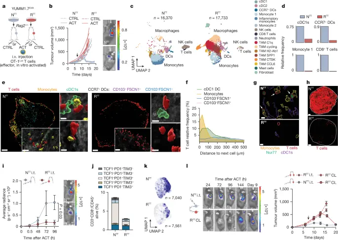 Cancer cells impair monocyte-mediated T cell stimulation to evade immunity | Nature