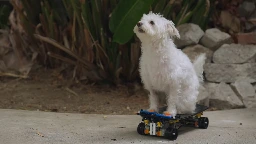 An Electric Skateboard For The Dogs