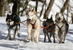 Genomics reveals sled dogs' Siberian lineage