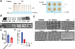 3D-printed nanopillars mimic brain environment to promote neuron growth