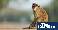 ‘Total chaos’: Monkey blamed for nationwide power cut in Sri Lanka