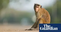 ‘Total chaos’: Monkey blamed for nationwide power cut in Sri Lanka