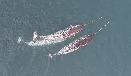 Drone captures narwhals using their tusks to explore, forage and play