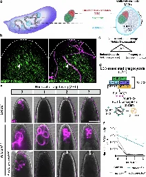 Discovery of egg's immune-like attack on sperm mitochondria may aid fertility