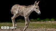 Zoo hails birth of 'one of world's rarest animals'