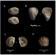 Fossil collection found in Neanderthal cave suggests abstract thinking