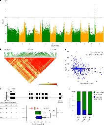 Releasing a sugar brake generates sweeter tomato without yield penalty | Nature