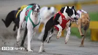 New Zealand to ban greyhound racing