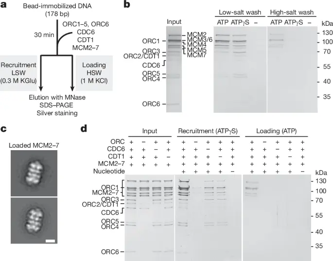 Multiple mechanisms for licensing human replication origins | Nature