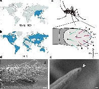 Are you tasty to mosquitoes? Study offers clues into when and why they bite