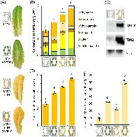 Scientists develop super golden lettuce that's richer in vitamin A